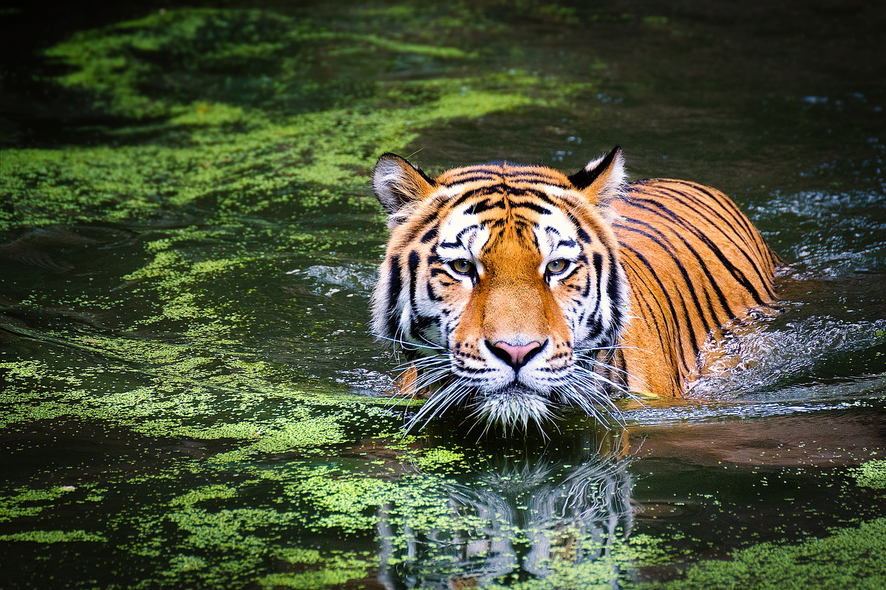 Wildlife & Safari Tours