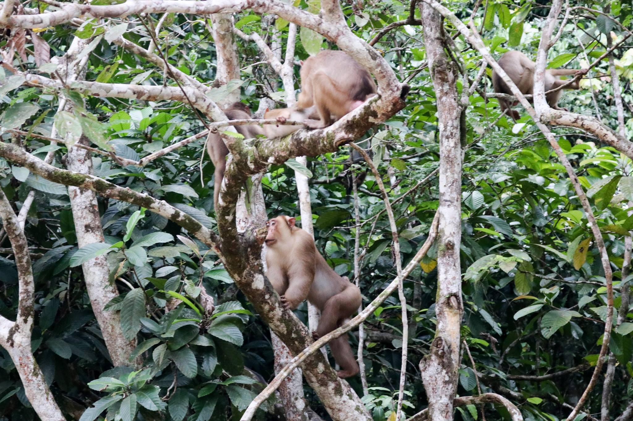 10-Day Borneo Wildlife & Discovery Escorted Tour